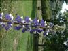 Jardin Botanico (16)